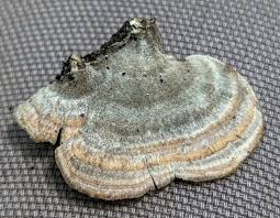 Image result for Trichaptum biforme