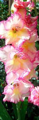 Gladiolus August Flower Gladiolus Gladiolus Flower Flower Beauty