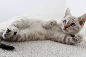 Check spelling or type a new query. Kenapa Bulu Kucing Rontok Hingga Sebabkan Kebotakan Ini Penyebabnya Halaman All Kompas Com