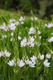 Image result for Ornithogalum