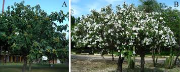 Image result for Cordia grandicalyx