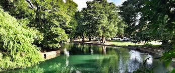 Image result for Brackenridgea