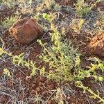 Image result for Hibiscus meyeri