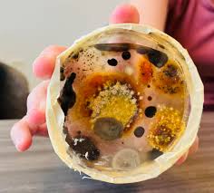 Dr. Sarah J. Zielsdorf, MD