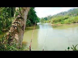 Jika ditempatkan pada aquarium, tubuhnya menyala kuning keemasan dan berkilau. Hobby Hebat Memancing Ikan Sungai Mendapat Ikan Piat Atau Ikan Putihan Murah Cara Praktis Di Bulan September 2020 Rabab Minangkabau
