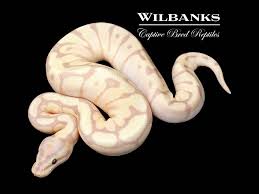 Super Banana Mojave Spider Ball Python ♀ '25 – Wilbanks Captive Bred  Reptiles