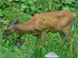 To start, we need to warn you that there are few, if any, plants you can call deer proof. Deer And Rodent Resistant Flower Bulbs