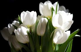 Maybe you would like to learn more about one of these? Quotes About White Flowers Quotesgram