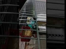 Muhabbet Kusu Nefes Alirken Ses Cikariyor