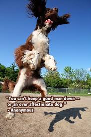 Can T Keep A Good Man Down You Can T Keep A Good Man Down Or An Over Affectionate Dog Anonymous Quote Dog Jumping Dog Springer Dog Springer Spaniel