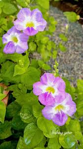 Image result for Asystasia vogeliana