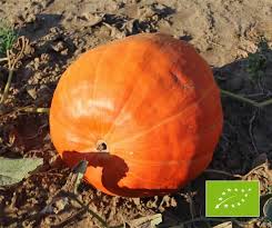Image result for Cucurbita maxima