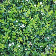 Image result for Murraya