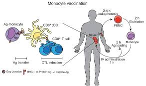 You may find further information in the privacy policy. Jci Antigen Loaded Monocyte Administration Induces Potent Therapeutic Antitumor T Cell Responses