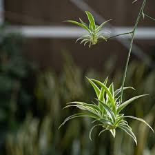 Image result for Chlorophytum lancifolium