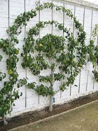How To Espalier Apple Trees Tips For Pruning Multi Grafting Dwarfing Fruit Trees Beautiful Gardens Espalier Fruit Trees Garden Design