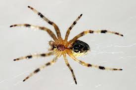 Pest control services in missoula, mt. Best Pest Control Missoula Montana Wildlife Control Services