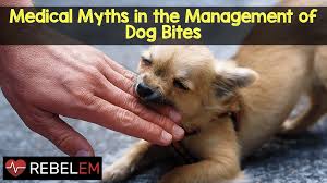 How much amoxicillin for dog. Medical Myths In The Management Of Dog Bites Rebel Em Emergency Medicine Blog