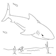 How to draw a shark with a graphite pencil. How To Draw A Shark Fun Drawing Lessons For Kids Adults How To Draw A Shark Shark Drawing Fish Drawings