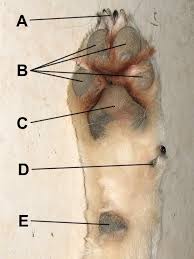 I suggest a number 15 blade if you have a clipper with detachable blades or an adjustable blade.the better quality equipment you use, the safer it is. Paw Wikipedia