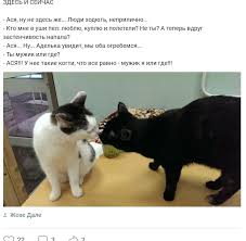 песня я тебя не брошу потому что ты хороший Vysokomerie I Prezrenie Kak Lichnye Brendy Kotikov Pomogayut Prodvigat Kotokafe