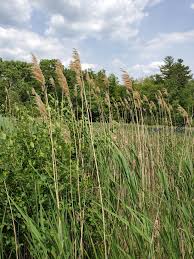 Image result for Loudetia phragmitoides