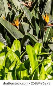 Image result for Strelitziaceae