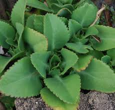 Mexican Hat Plant Kalanchoe Bryophyllum Daigremontianum Mother Of Thousands Plants Mexican Hat Plant Mexican Hat
