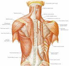 If you'd like to support us and get something great in return, check out our osce checklist booklet the deep back muscles lie immediately adjacent to the vertebral column and ribs. Human Body Back Muscles Words Muscle Anatomy Human Anatomy And Physiology Muscle Diagram
