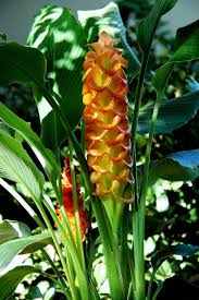 Image result for Curcuma