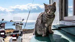 Maybe you would like to learn more about one of these? Arti Mimpi Digigit Kucing Putih Pertanda Baik Bagaimana Jika Mimpi Digigit Kucing Sampai Berdarah Halaman 2 Tribun Batam