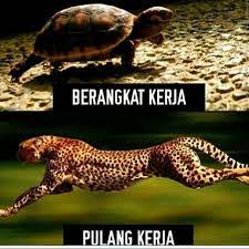 Kumpulan gambar lucu yang bikin ketawa ngakak. Berangkat Kerja Lucu Hewan Gambar