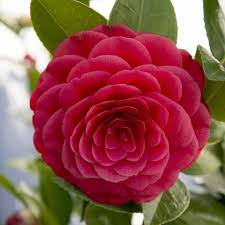 Achetez Maintenant Un Arbuste D Ornement Camelia Camellia Japonica Black Lace Rouge Acheter Bakker Com En 2020 Camellia Japonica Arbuste Haies De Jardin