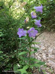 One of the most typical cottage garden flowers, campanula medium, or canterbury bells, has a timeless charm and grace. Campanula Medium Wild Flowers Provence