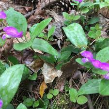 Image result for Polygala transvaalensis
