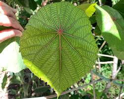 Image result for Macaranga capensis