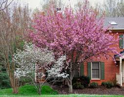 Spring 2008 In Lynchburg Va Landscape Trees Cherry Tree Landscaping Trees
