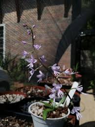 Image result for Stenoglottis