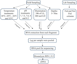 Flow Chart Of The Experimental Procedure Rna Was Extracted