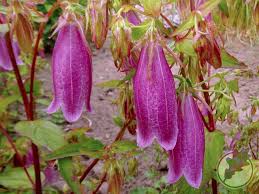 Spotted Bellflower Seeds Also Known As Cherry Bells Bellflower Campanula Punctata F Rubriflora Cherry Bells Campanula Punctata Campanula Bellflower