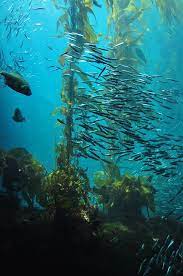 by c cheryl hill under the ocean beneath the sea underwater world