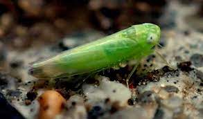 As you can see it can be hard learning how to control leafhoppers on outdoor plants but it is possible. Leafhopper Pests How To Kill Off Lurking Cicadellidae Epic Gardening