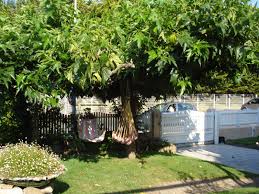 Notre Arbre Tonnelle Dame Nature Du Jardin A La Cuisine