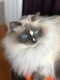 How often to brush a rag doll cat's coat. Ragdoll Cat Personality What Traits Temperament Describe Your Cat Floppycats