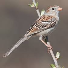 Small Birds Native To Missouri Field Sparrow Passaros