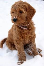Goldendoodles Dog Puppy Website Listings At Puppysites Com Goldendoodle Puppy Red Goldendoodle Goldendoodle Miniature