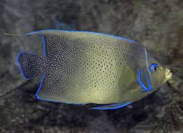 koran angelfish pomacanthus semicirculatus semicircle