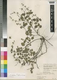 Image result for Endostemon villosus