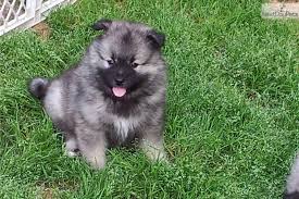 Dogs for sale puppies for sale dog breeders dog wanted dog rescue missing dogs stud dogs advertise / place ad pet scam alerts previous puppies for sale. Keeshond For Sale Keeshond Keeshond Puppy Dogs