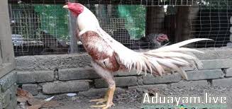 Macam Macam Jenis Ayam Birma Paling Berbahaya Dan Agresif Ayam Tips Hobi